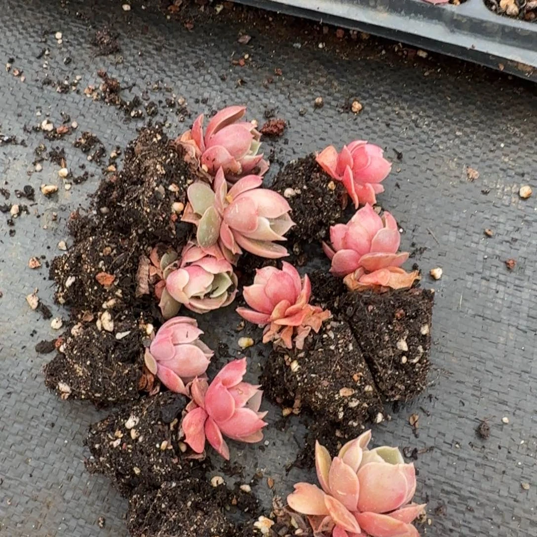 漠河玫瑰十棵量拍1-97