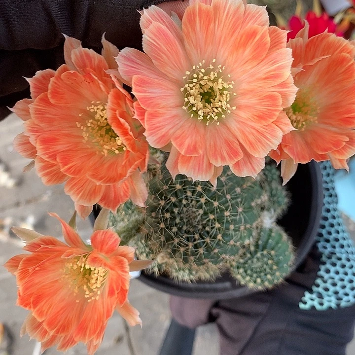 49 落地自根丽花8厘米盆