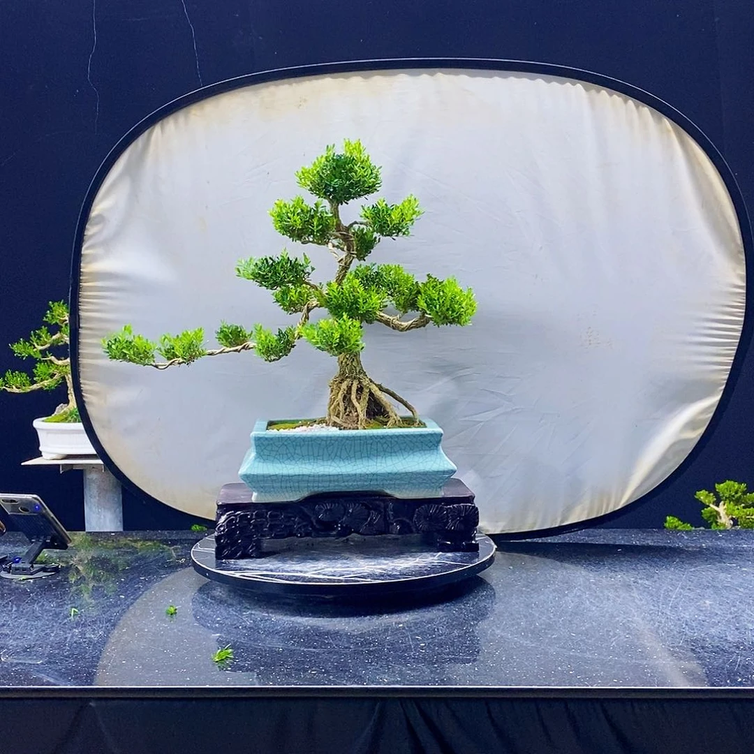 无花朵黄杨盆景制作