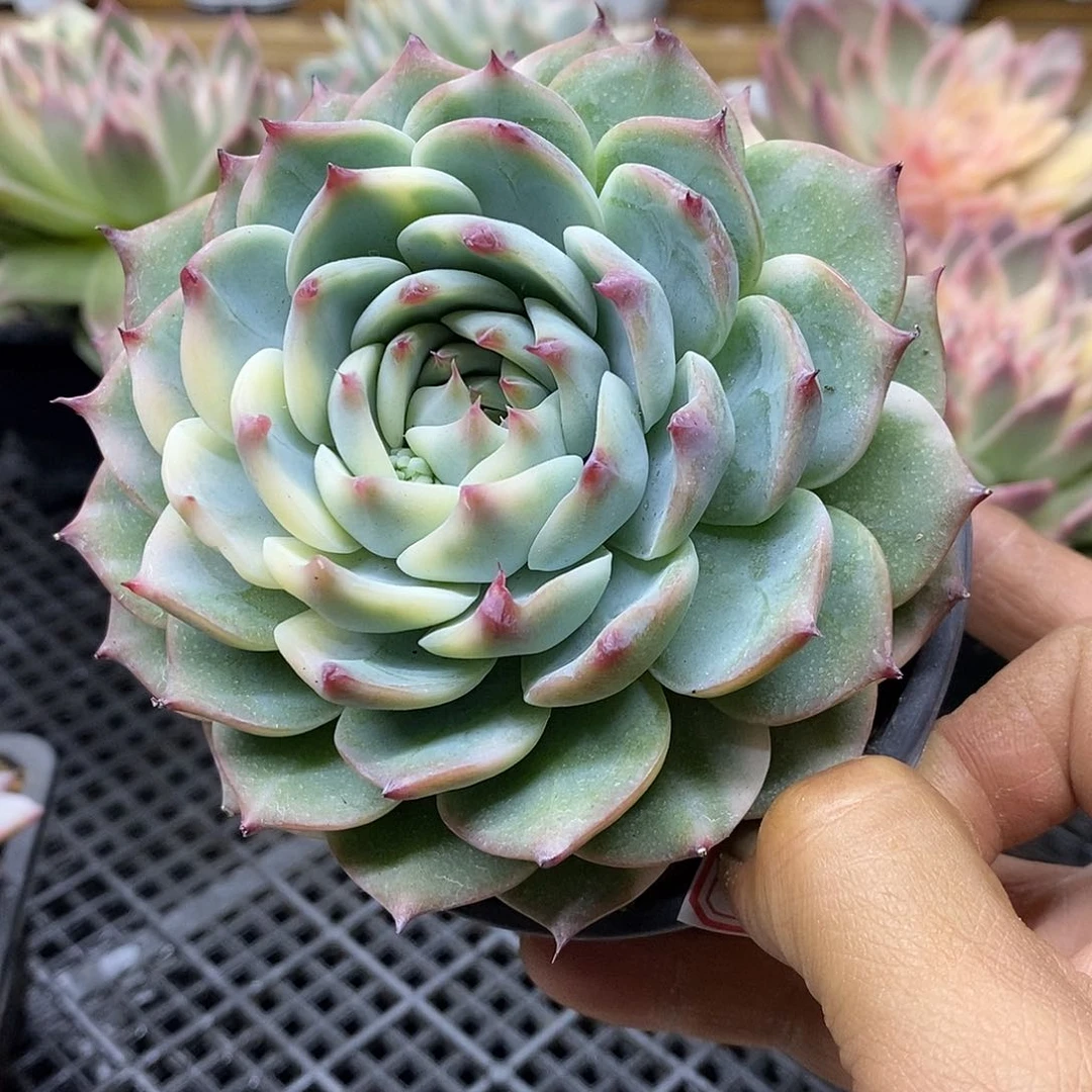 1402 福利吉娃娃锦 不售后