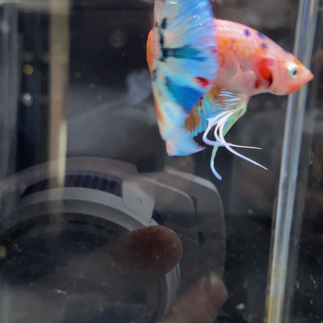 斗鱼320巨斗11111
