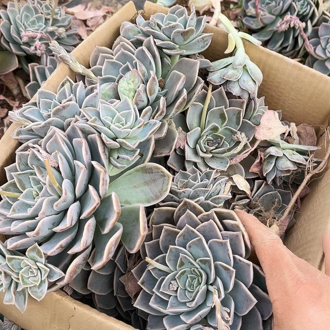哈里18.99多肉植物断枝处理