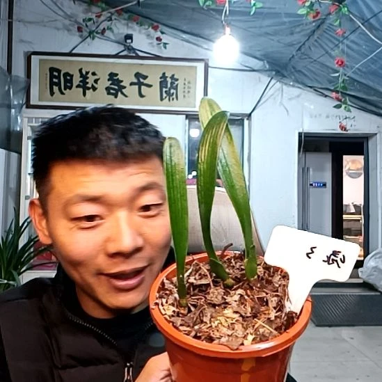 @茕萌39一盆3颗绿花