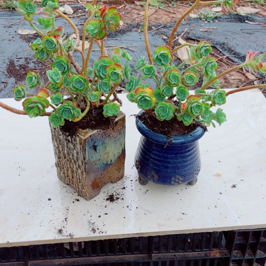 薄化妆120黄盆两颗