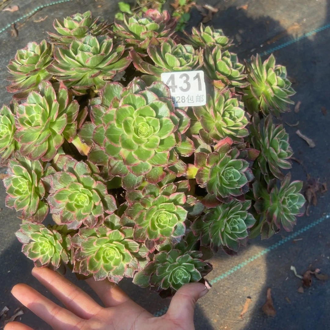 睿***6多肉植物431万花筒