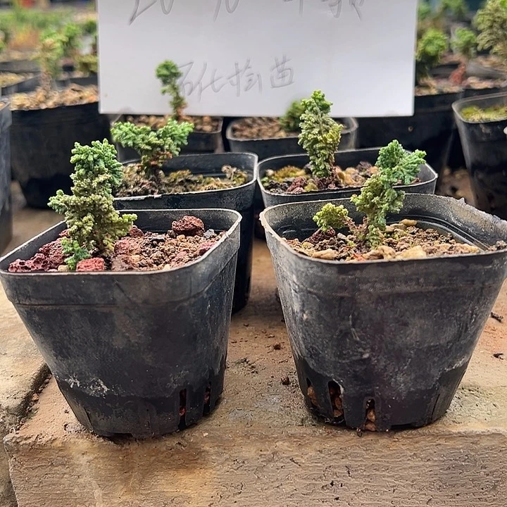 无花朵多****熊石化桧4颗