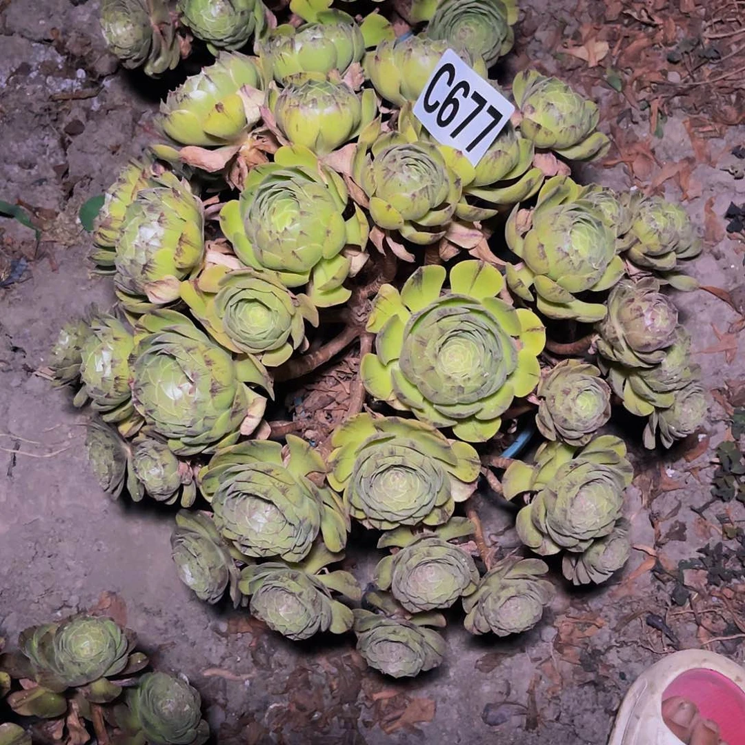 万拉屎14////-4包邮