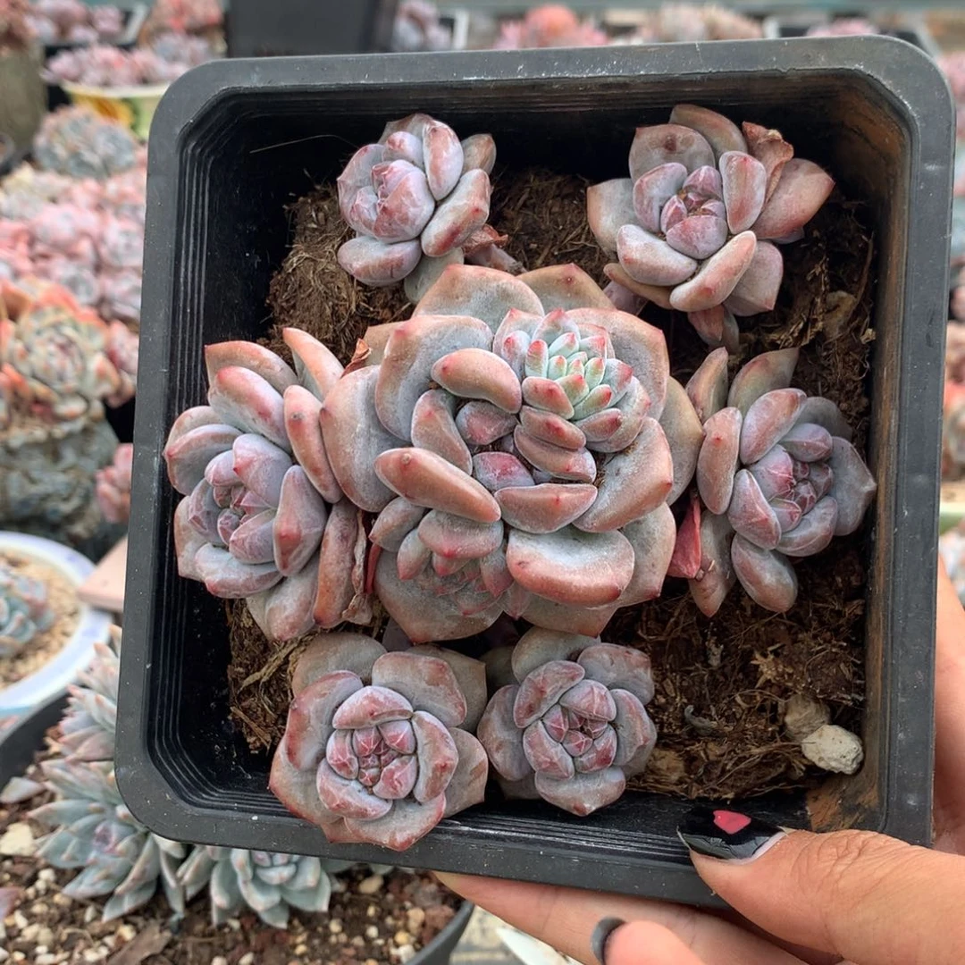 无砍石榴籽七头花花