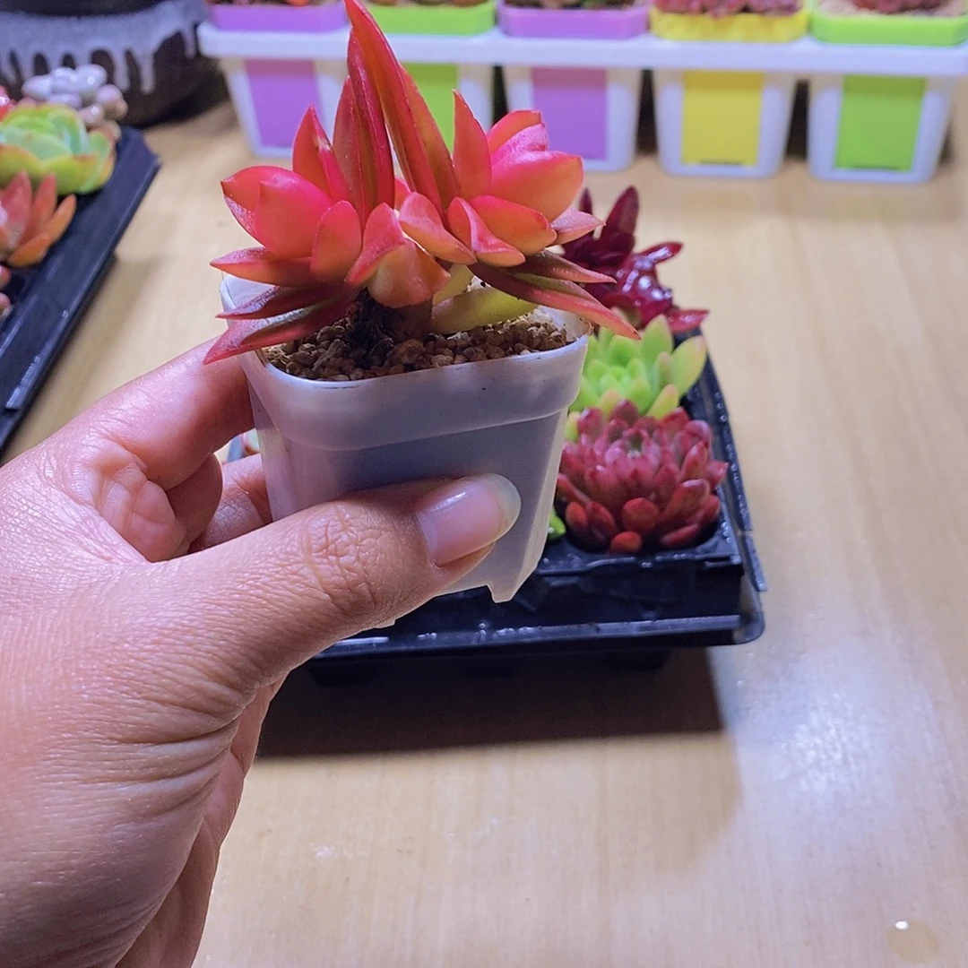 无花朵多肉植物火祭八颗送八角盆土