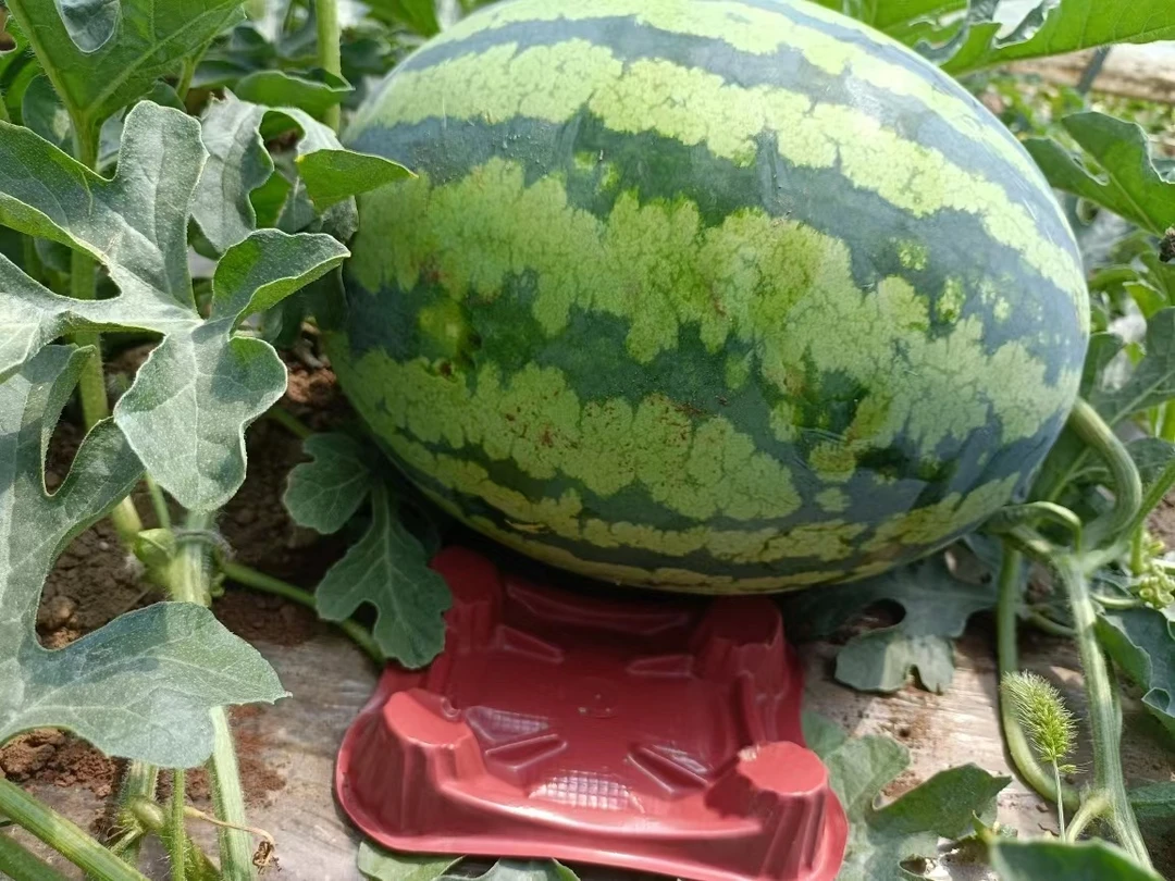 哈密瓜托西瓜甜瓜香瓜大中小号托盘种植育苗盆栽加厚农用工厂直销