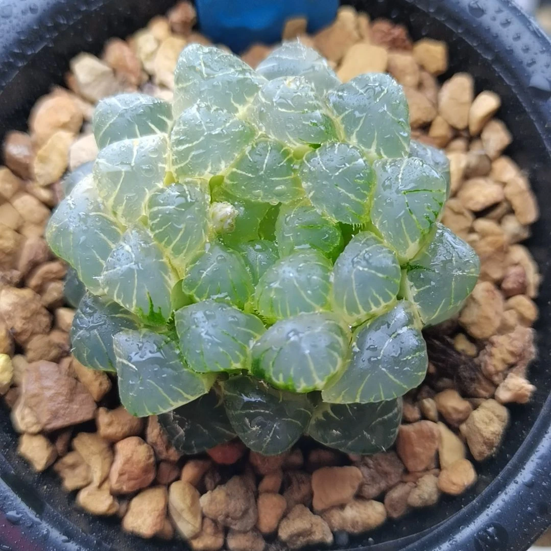 56号糊斑湖水玉露锦一物一拍带盆土发货