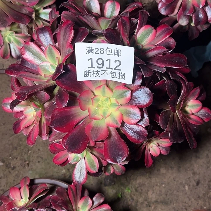1912美杜莎多肉植物