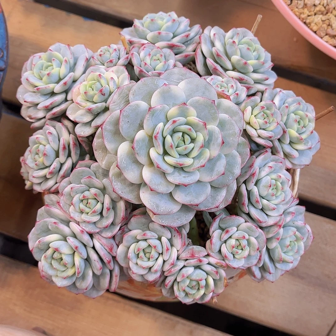 韩版香草锦精品多肉