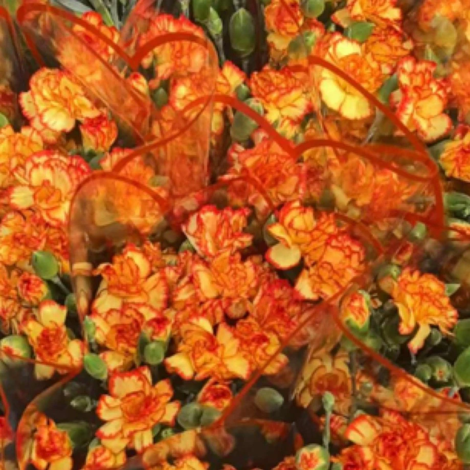 多头康乃馨【颜色可选】 5支