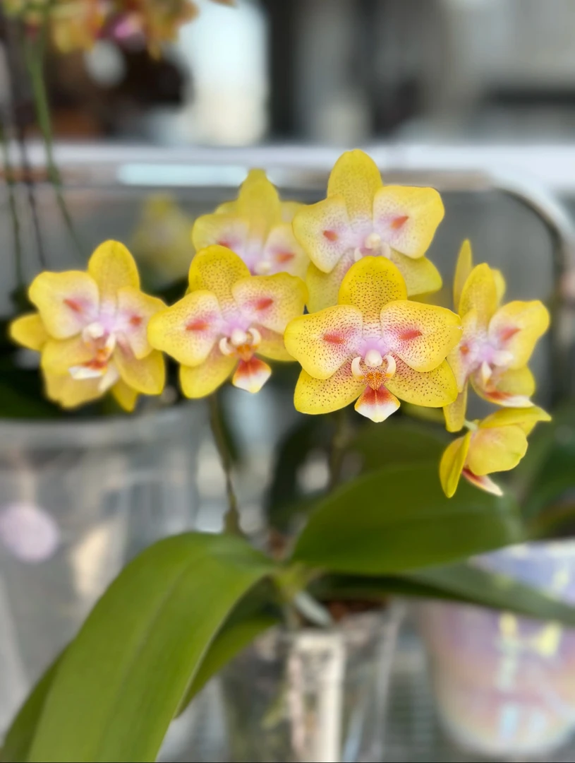 （海绵宝宝）蝴蝶兰蜡质花双苗多花剑基地直发