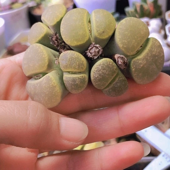 无花朵0579，如图10年群