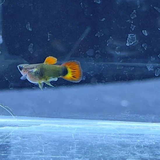 孔雀鱼1红礼服玻璃猫一对