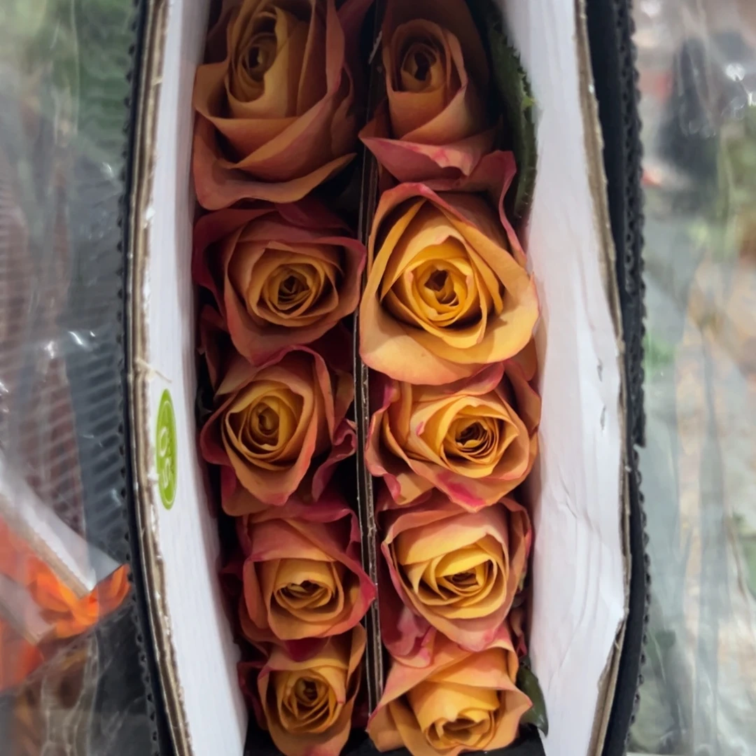 玫瑰 符号单头 10支装 拍满三单包邮