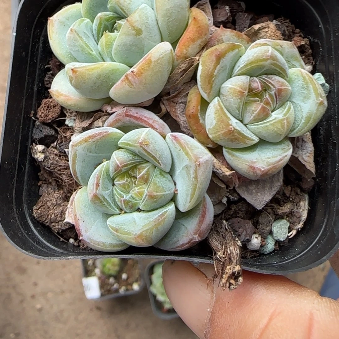 小卡拉米糖心一物一拍15-67
