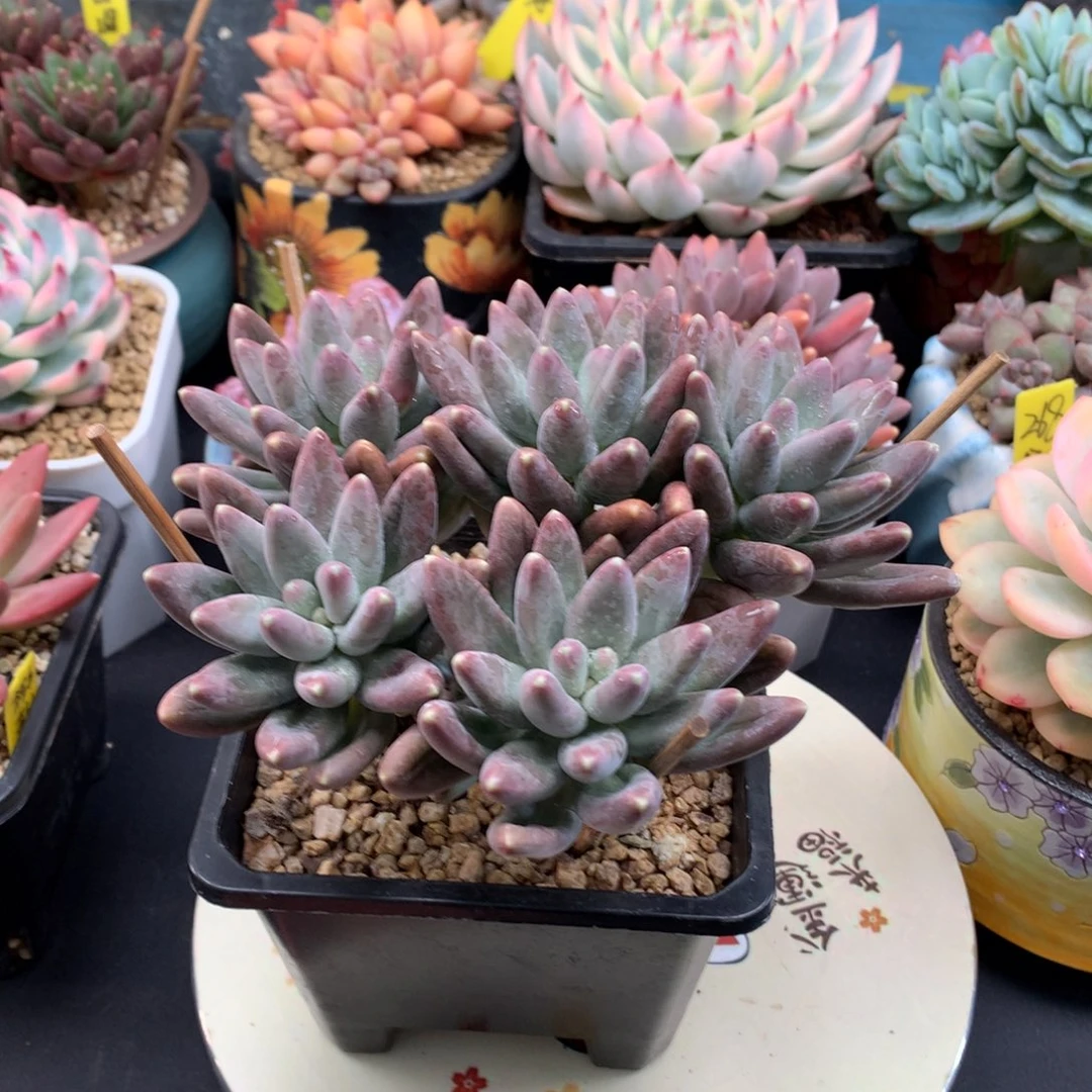 瀚***长我们家的小仙女们