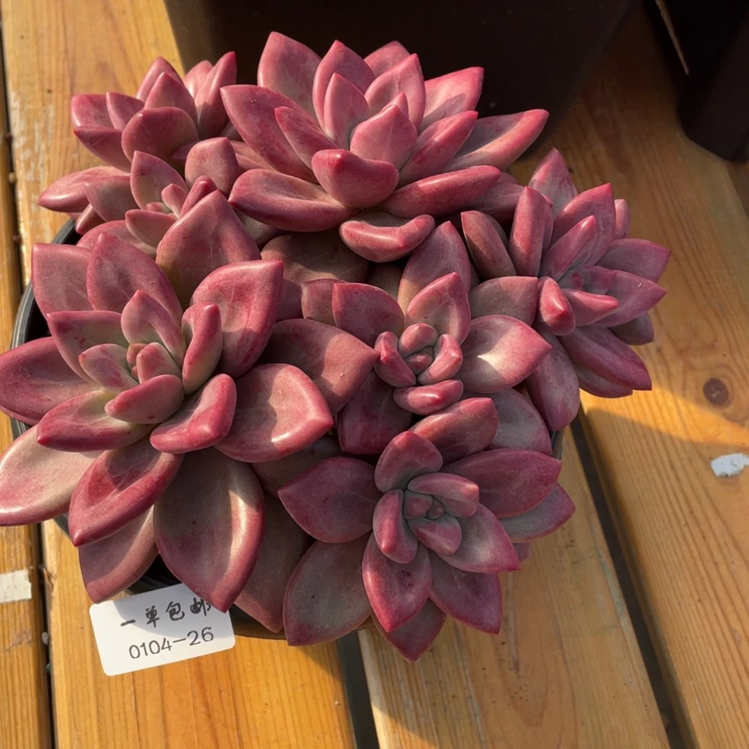 0104-26-赫菲斯托。。。。。。。