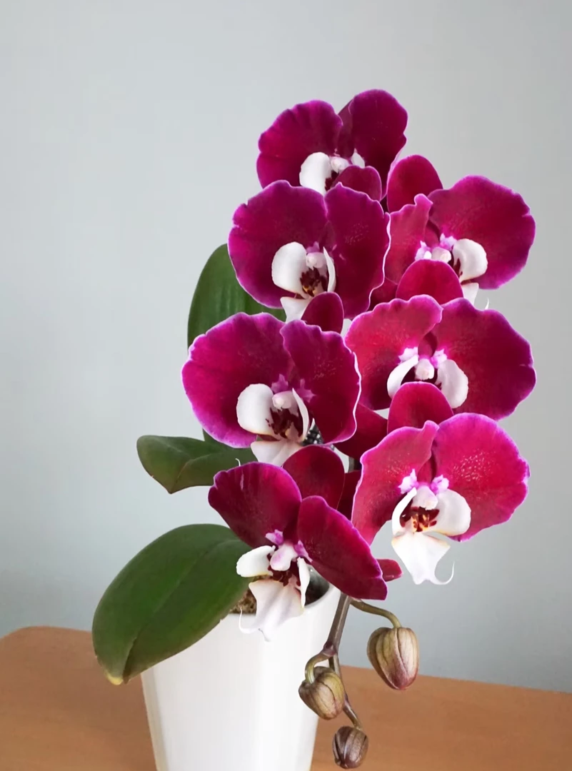 春节赏花【双剑出剑米歇尔蝴蝶兰 3.5 杯】无花