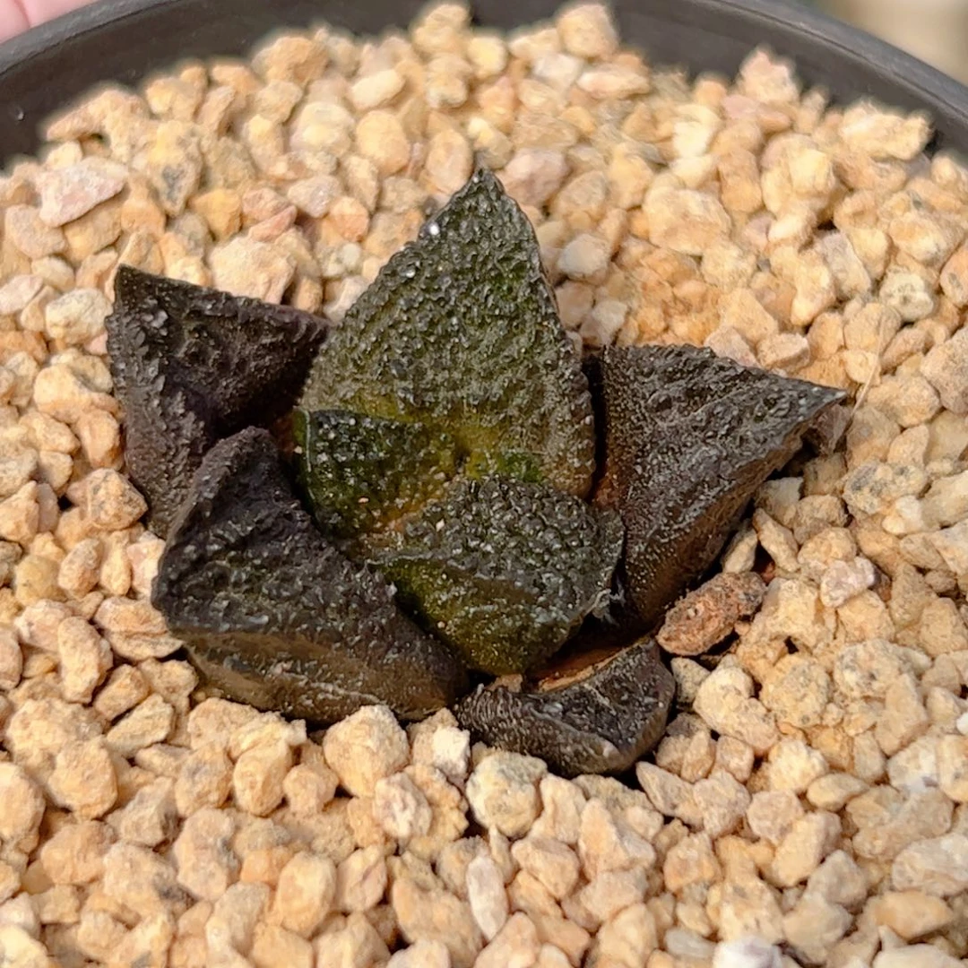 实生 龟甲牡丹仙人球