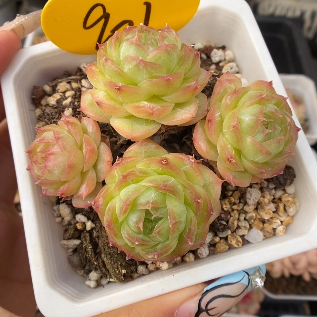 蔷薇珍妮群生901号。