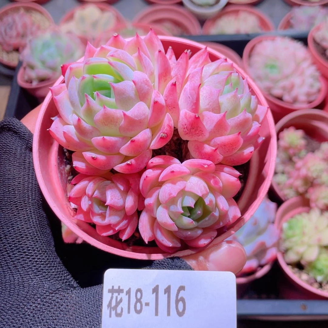 花利美18-116孤星