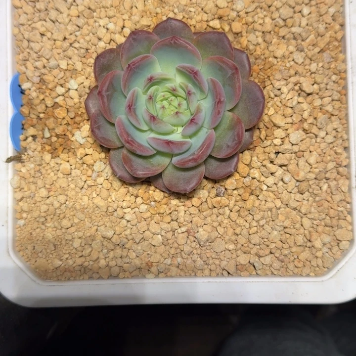 蛋***苏暗纹 杂交 一物一拍