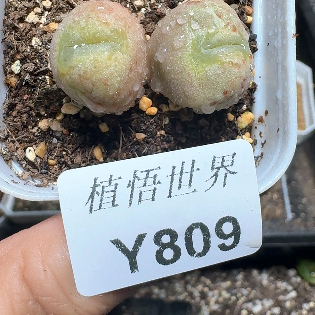 809盒多肉植物哇x f