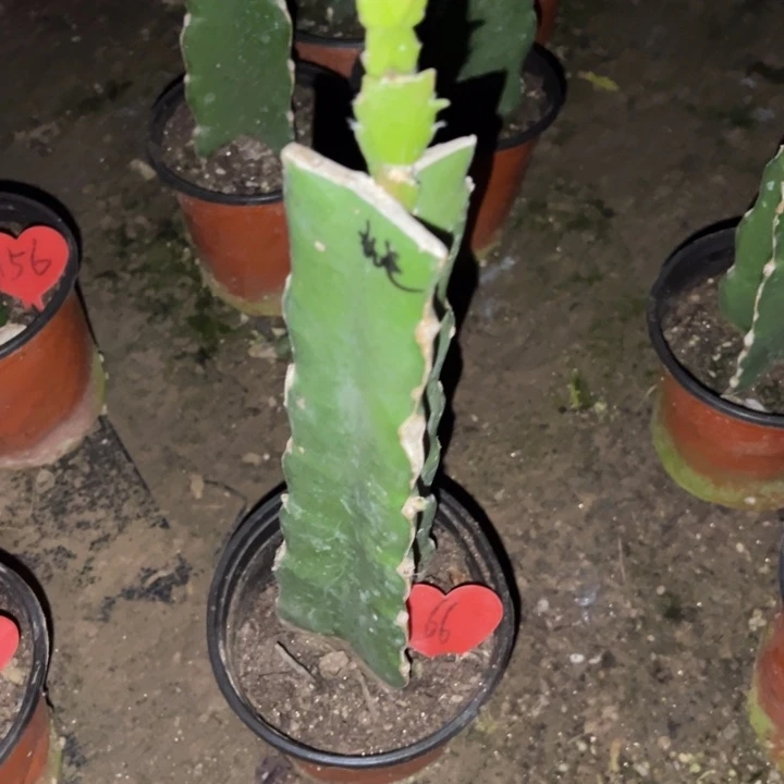 锁***儿当前无花栽培后可以开花红羽毛66