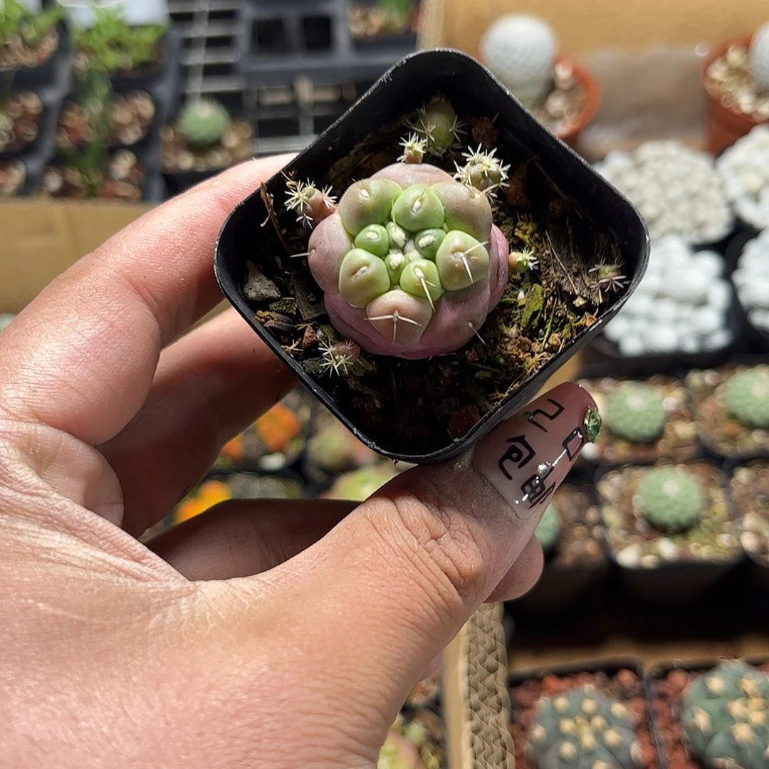 蜘蛛眼象牙单头发货单头