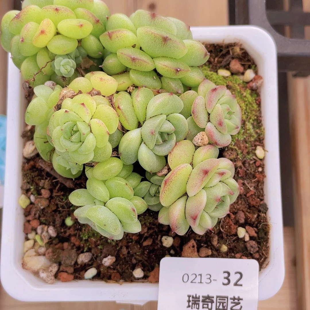 000000000000032量拍