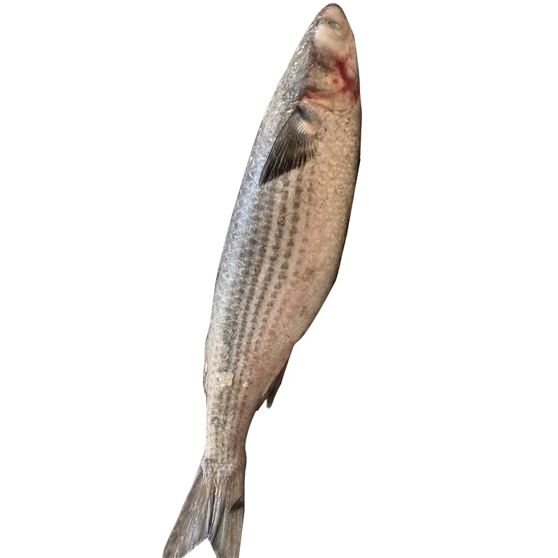 【金港】渤海湾 鲜活 梭鱼  4斤 非冻货锁鲜发货