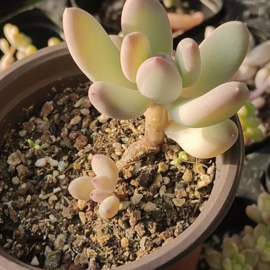 三日月美人多肉植物