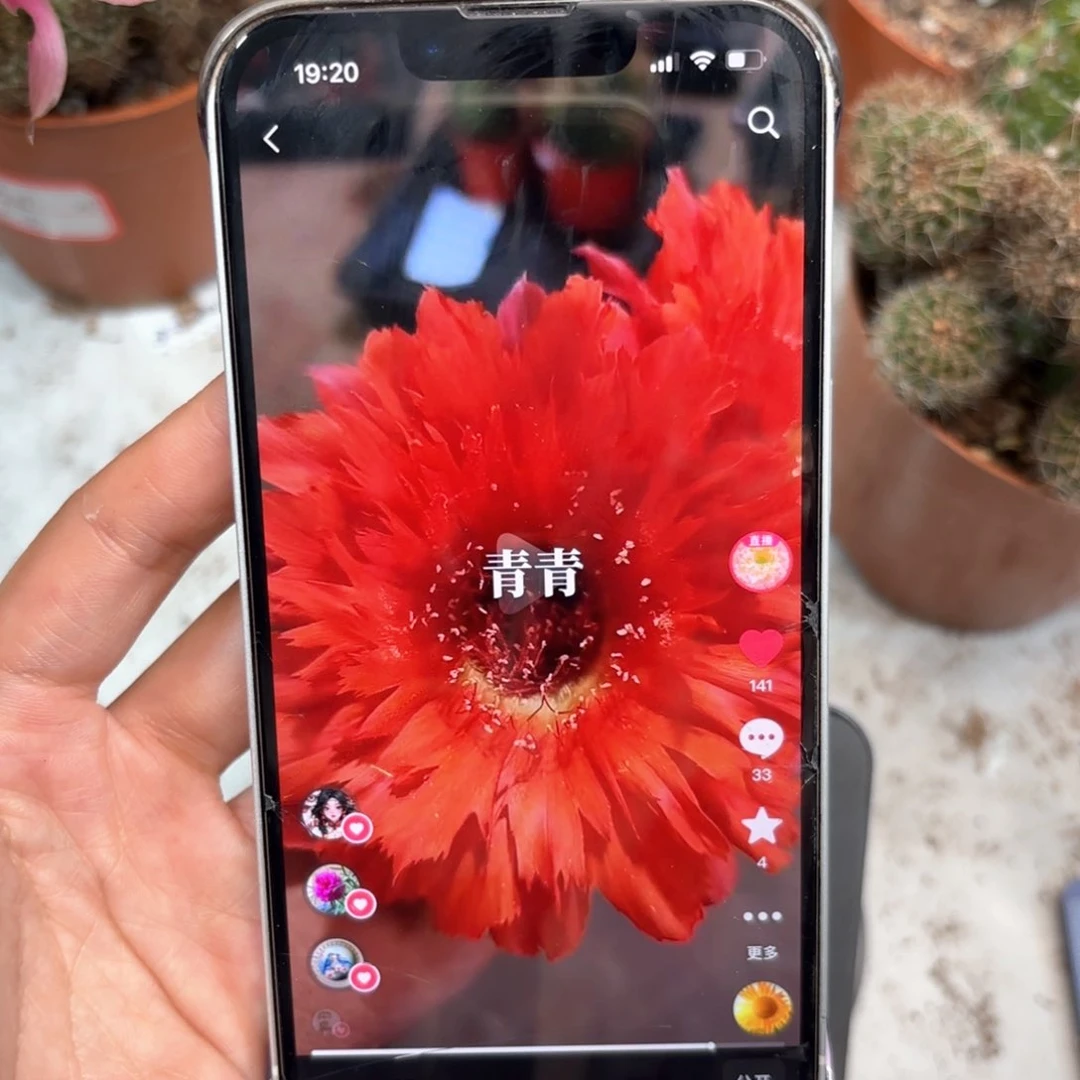 彩草青青18号3公分侧牙