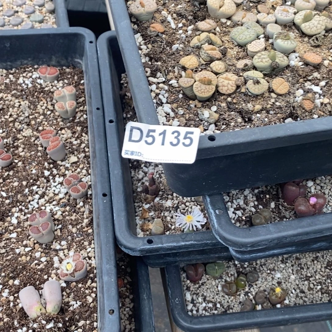 新***选5135直播进一物一拍