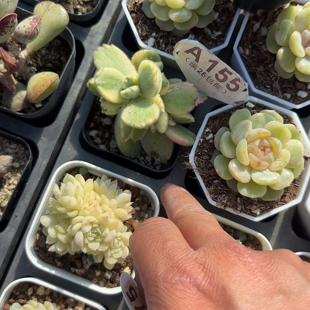 A155彩虹熊一物一拍