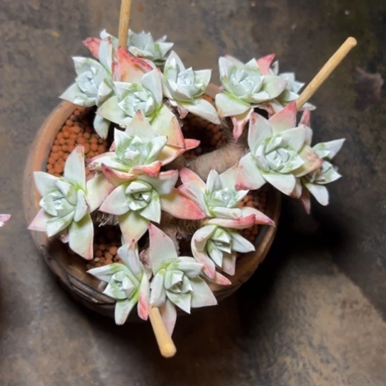 畅****5谢谢姐姐～一物一拍7397多肉