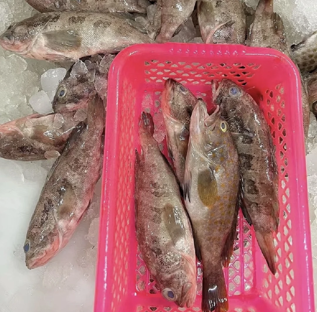 【浅海石斑】惠来神泉港野生海钓石斑鱼过鱼油斑【5盒】肉质鲜嫩