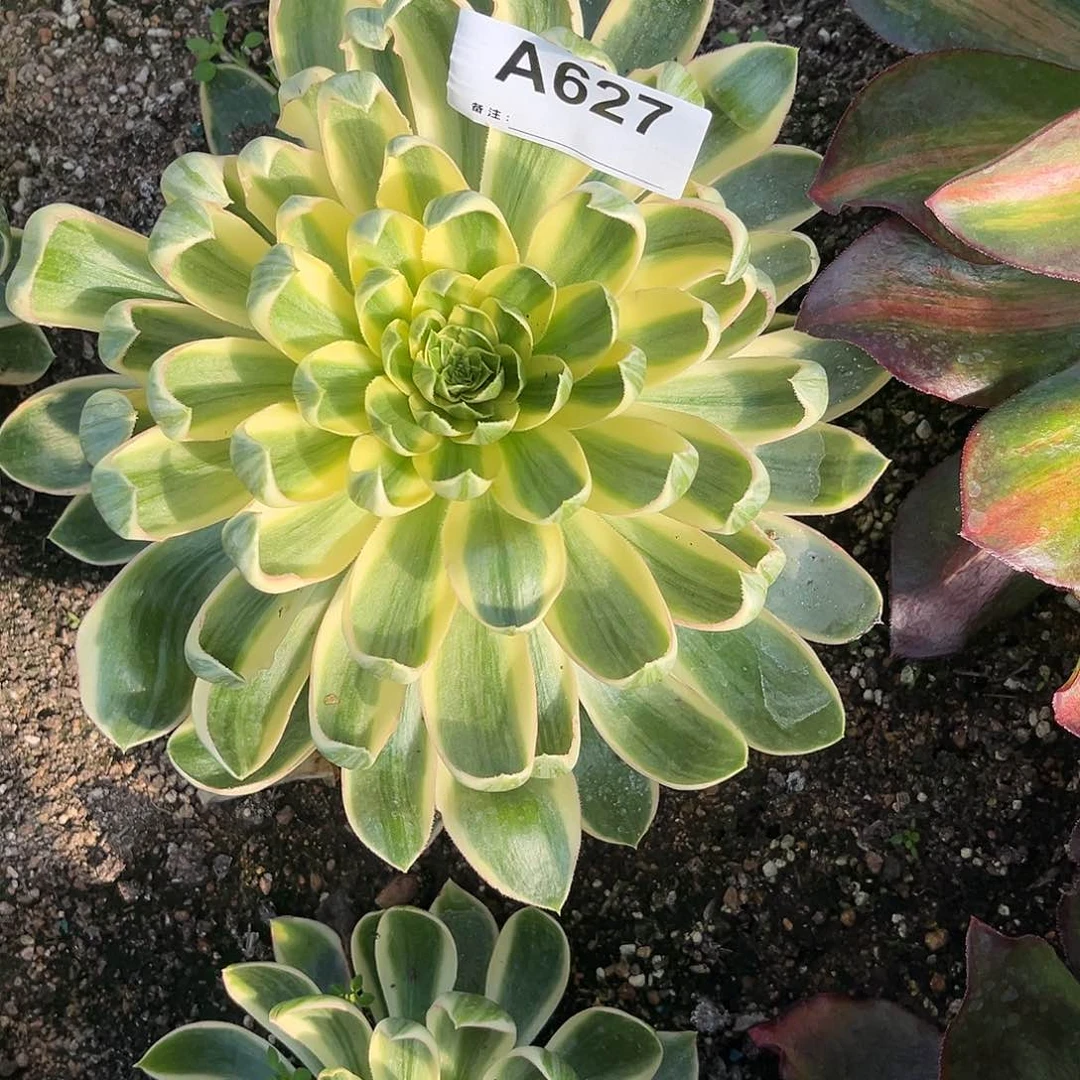 情****伴青莲法师多肉植物