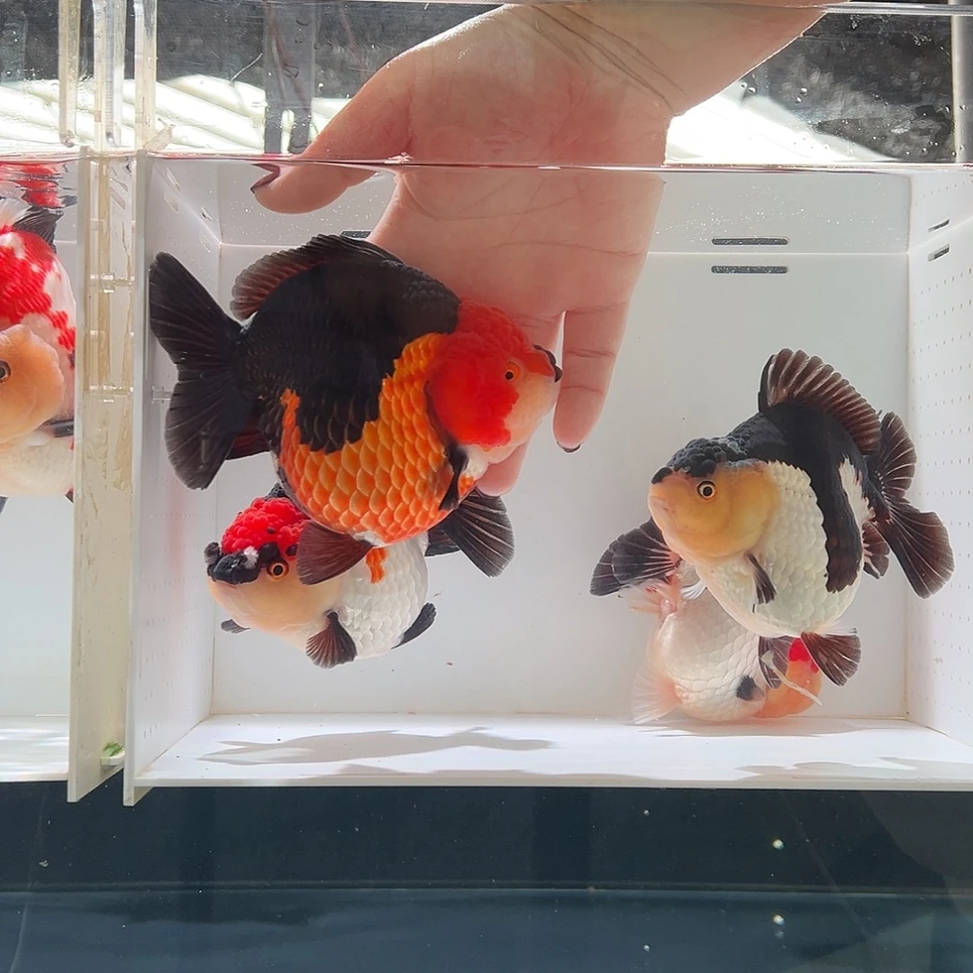 小***晖海水鱼小晖一条黑通背