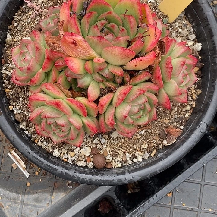 夜**兰195多肉植物老桩