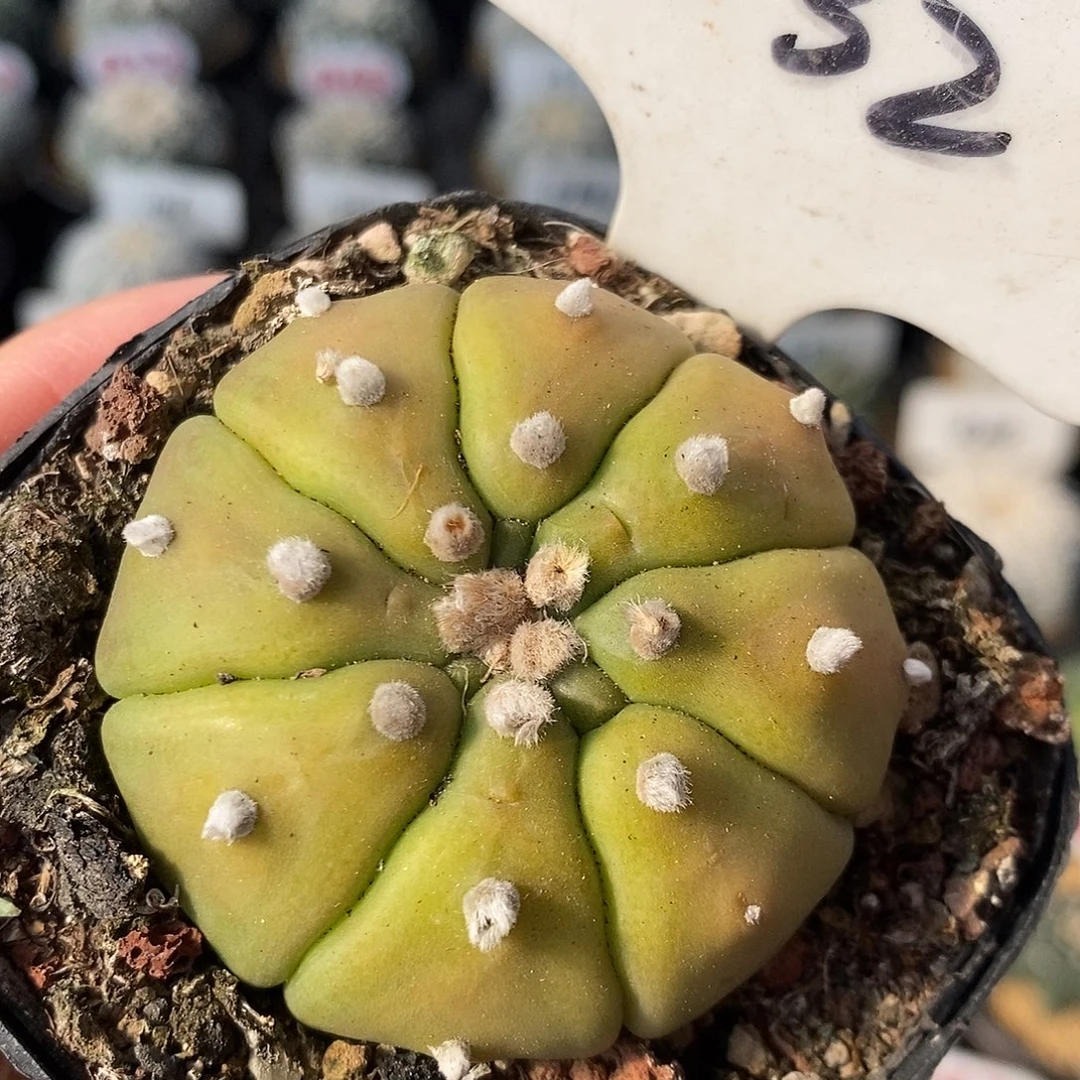 032黄体兜特价福利来