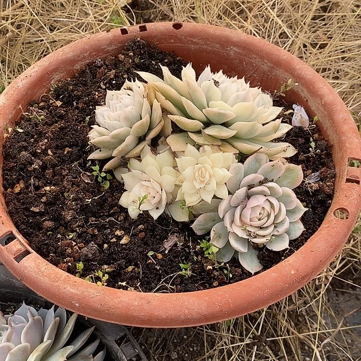昂斯诺锦群生多头