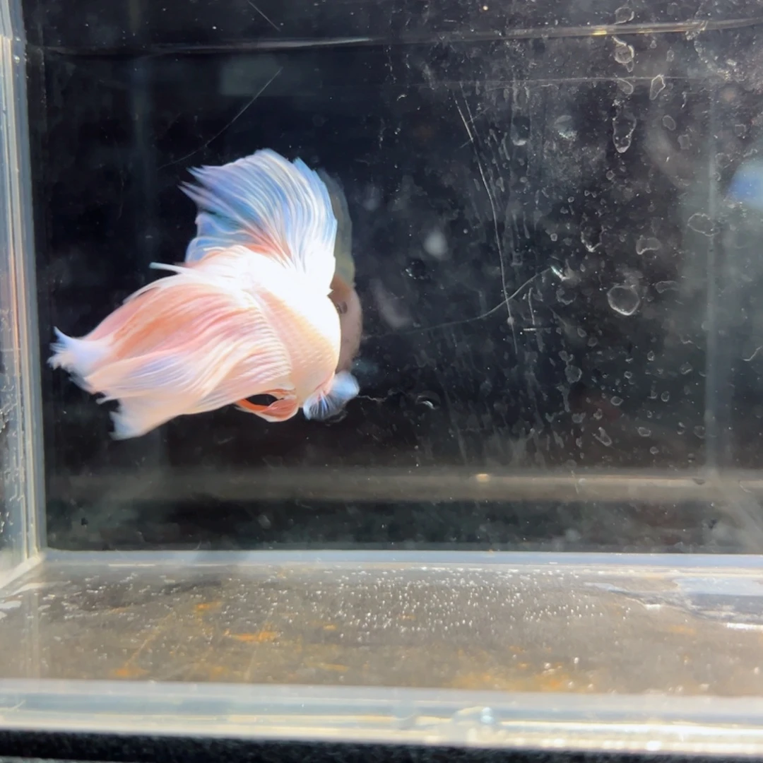 斗鱼浅色仙仙裙特殊尾