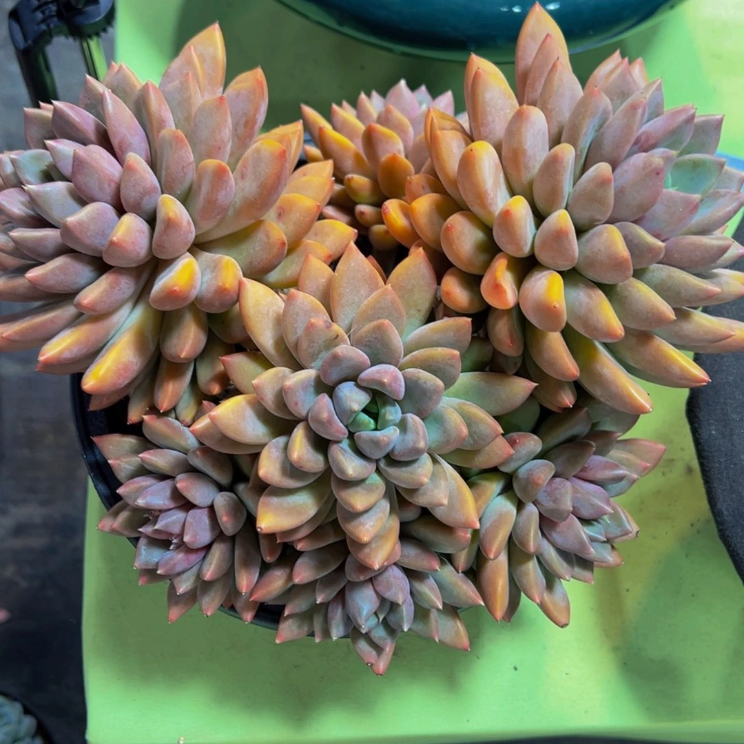 肖*歪红象牙一颗发货