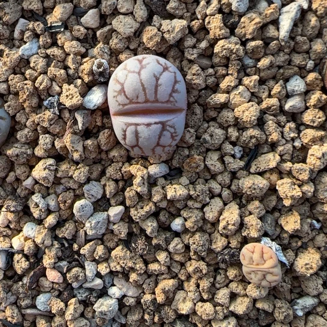 C188可挑大棚直播30包邮