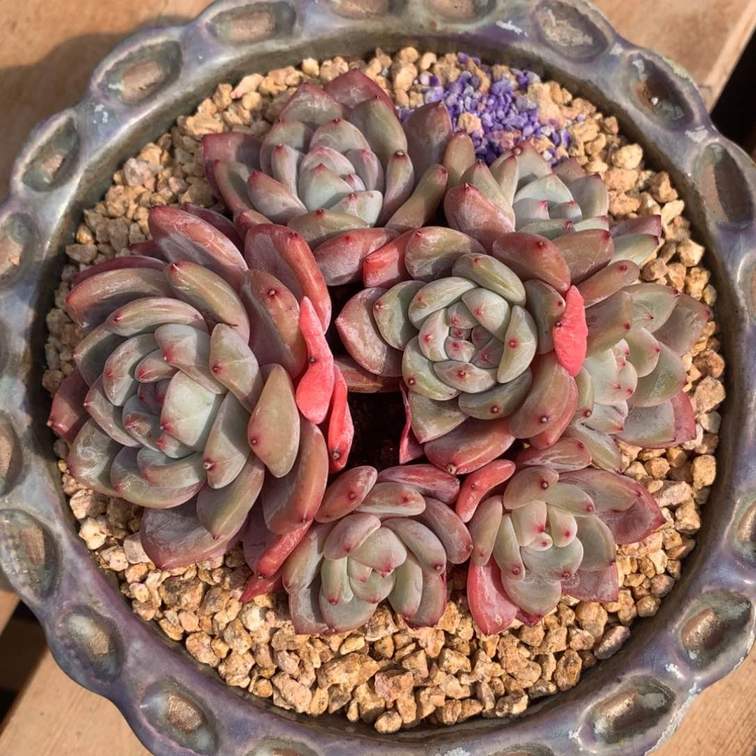 7头石榴籽有摘冠幅12cm